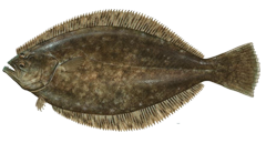 flounder png